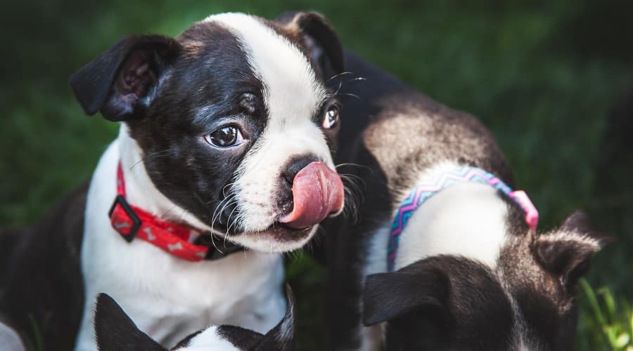 Boston Terrier Puppy waiting for food