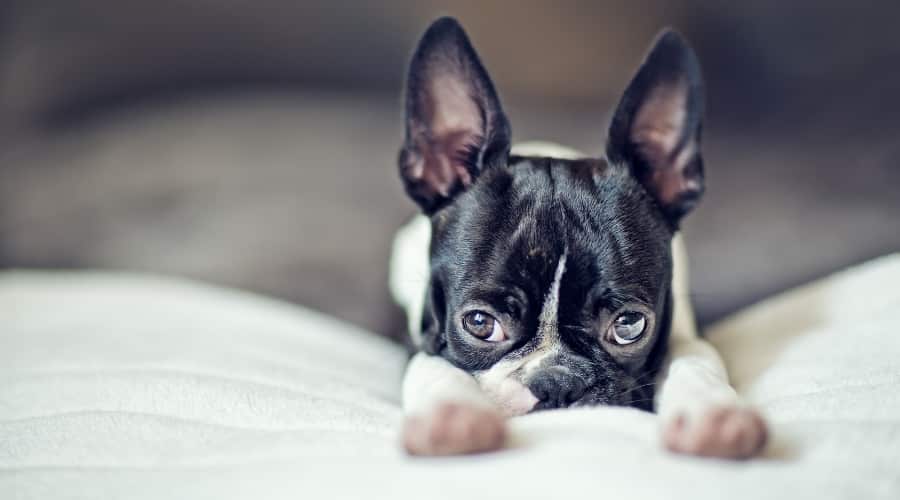 Boston Terrier Puppy