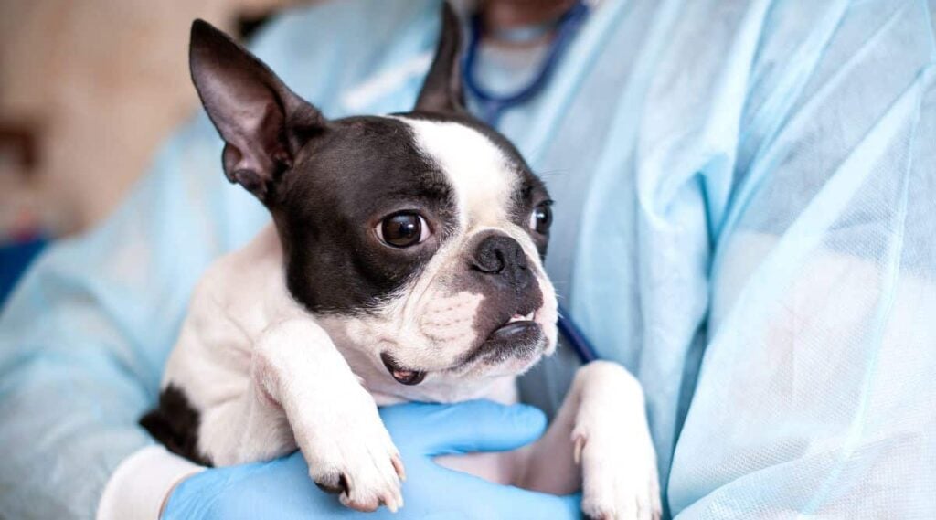 Boston Terrier dog is being examined and treated by a doctor at a veterinary clinic.