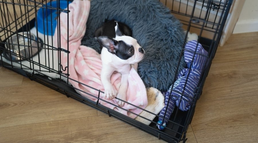 Boston Terrier in crate with pink blanket.
