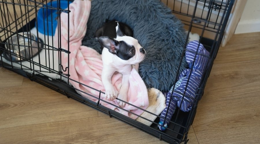 Boston Terrier in crate with pink blanket