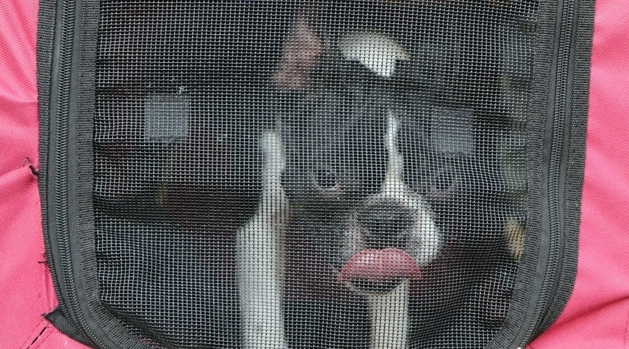 Boston Terrier in soft pink carrier