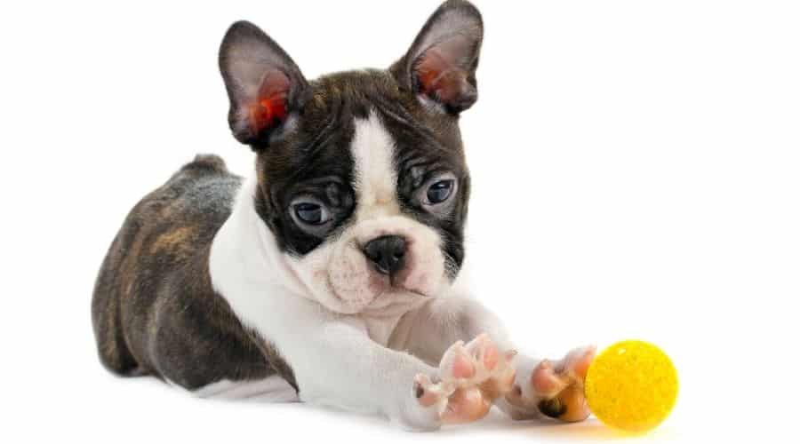 Boston Terrier, isolated on a white background with yellow rubber ball