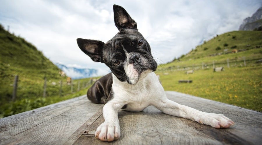 Boston Terrier on Table outside in a park