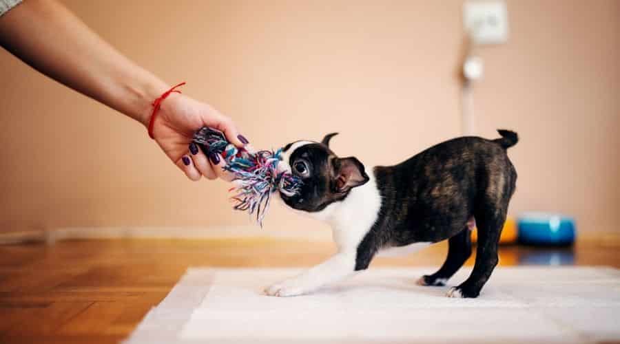 Boston Terrier puppy bulling on rope toy