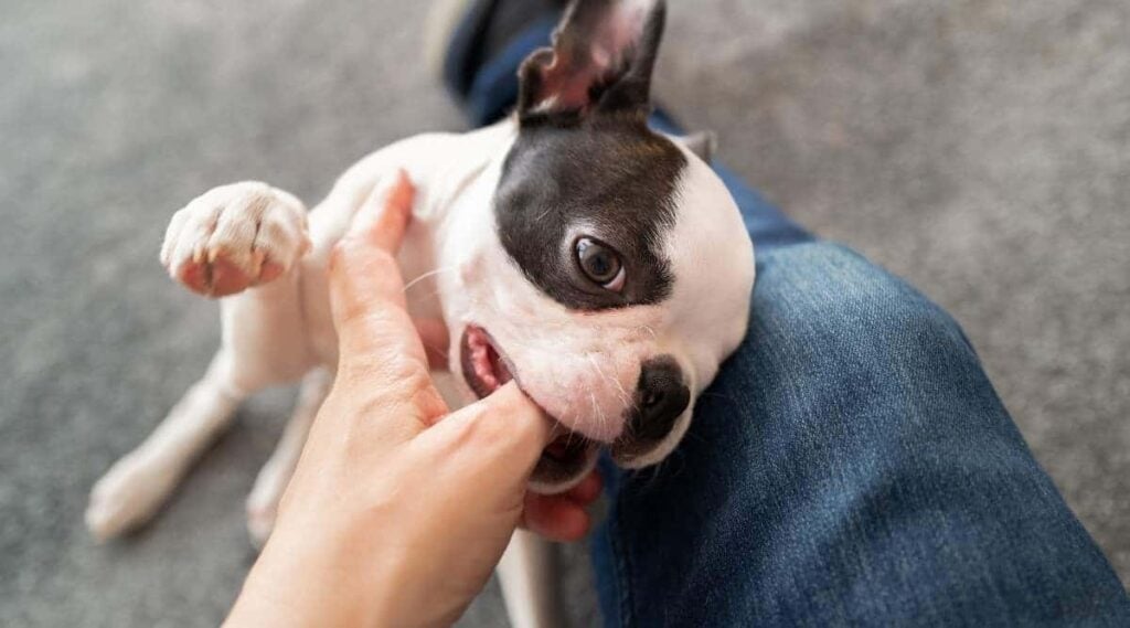 Boston Terrier puppy chewing or biting the thumb of the person she is playing with due to the fact she is teething.