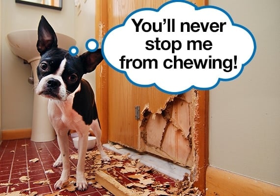 Boston Terrier who has chewed his way through a wooden bathroom door leaving wood splinters and mess behind