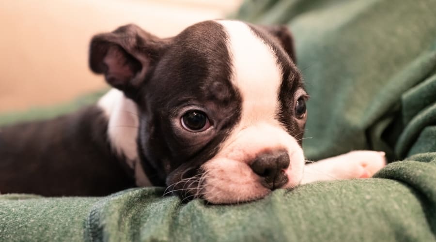 Boston Terrier with Owner