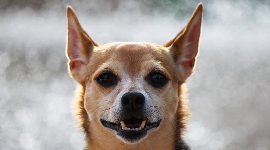Boston Yorkie