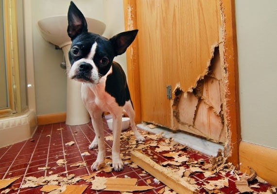 Boston Terrier chewing bathroom door to pieces