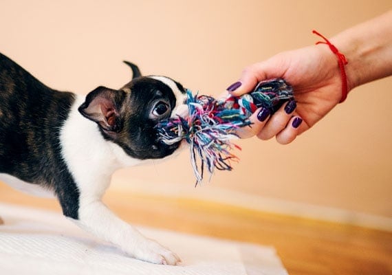 Boston Terrier puppy playing tug-of-war with short rope tug toy