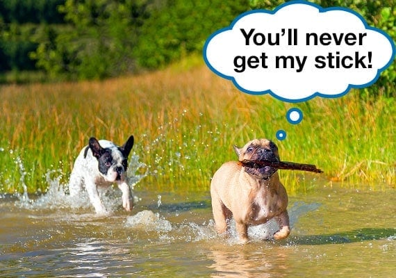 Boston Terrier with stick in mouth being chased by another dog through water puddle