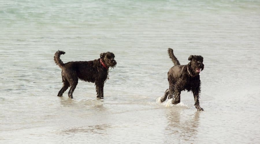 2 dogs in water