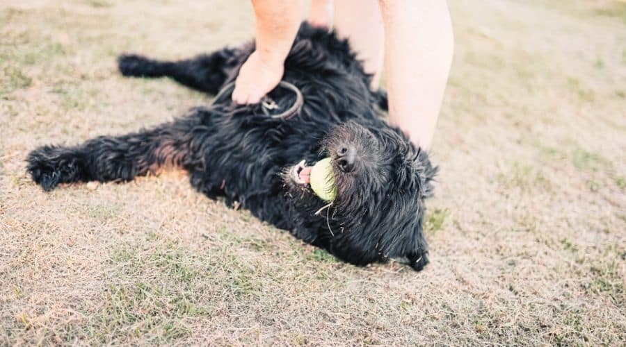 Puppy playing with a ball