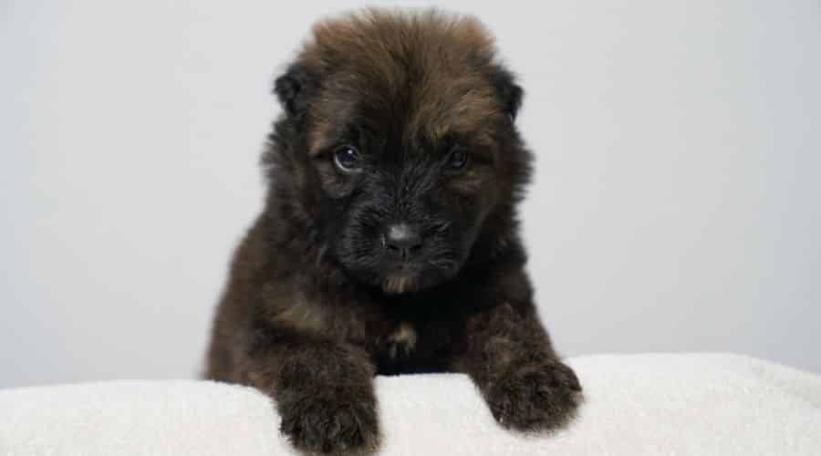 Bouviers des Flandres Puppy Black