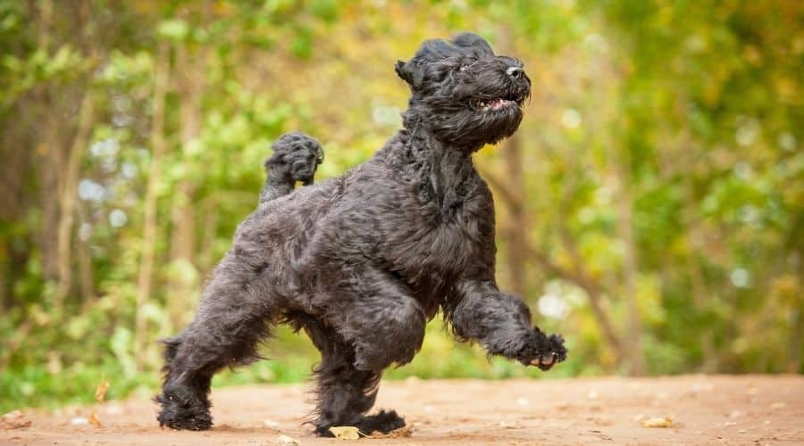 Dog Running
