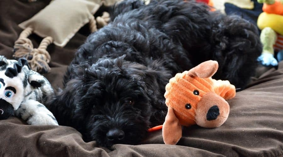 Black dog sleeping with toys