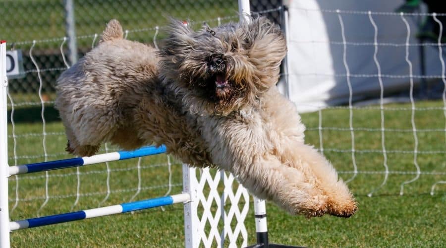 Bouviers Training and jumping over obstacle 