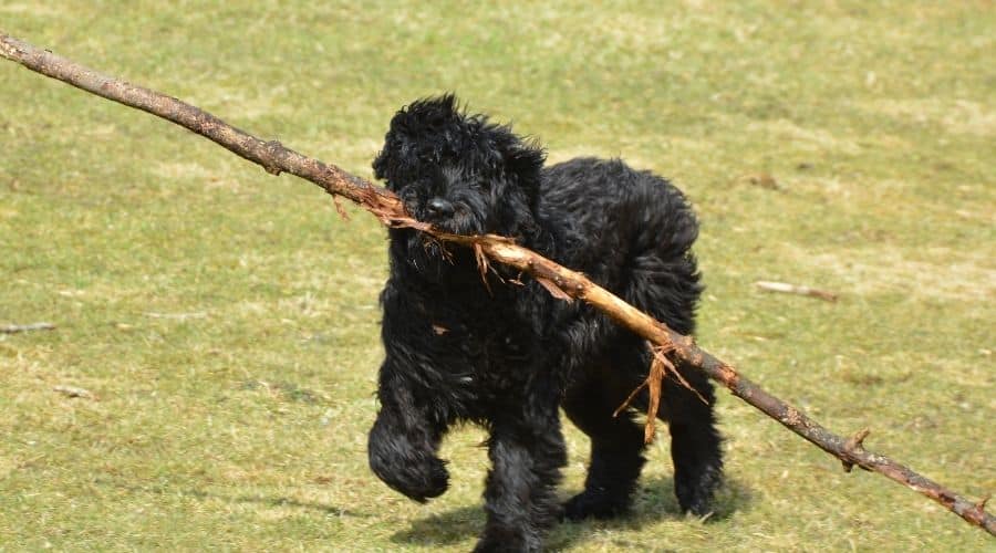Dog With Stick