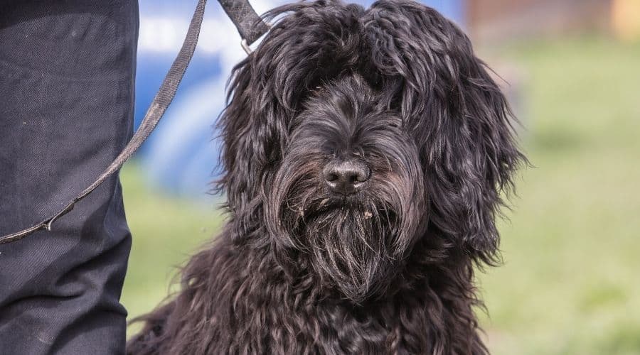 Black dog on Leash