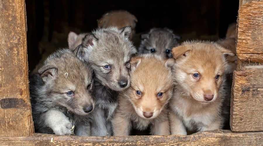 Box of Gray Puppies