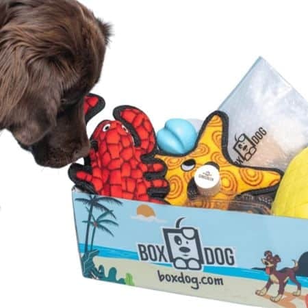 BoxDog being sniffed by a dog