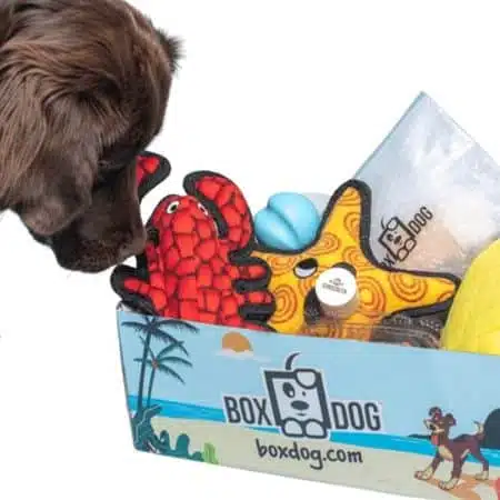 BoxDog
