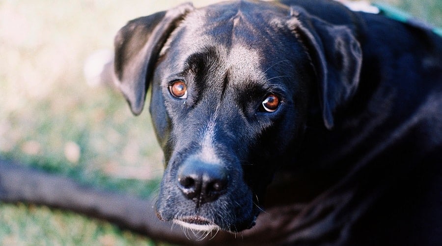 Boxador