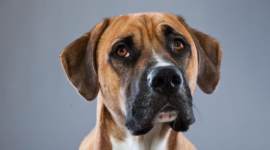 Boxane Mix Breed Dog