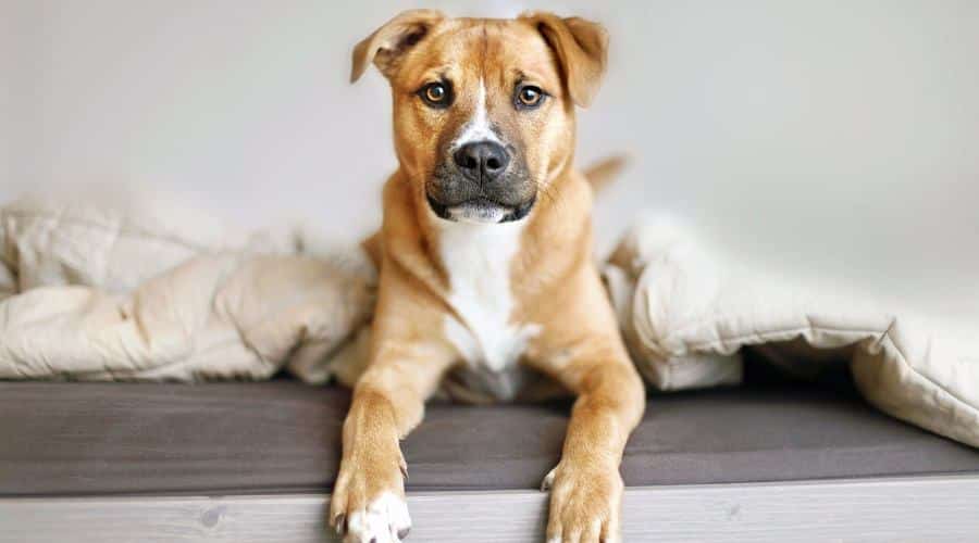 Boxer Aussie Mix