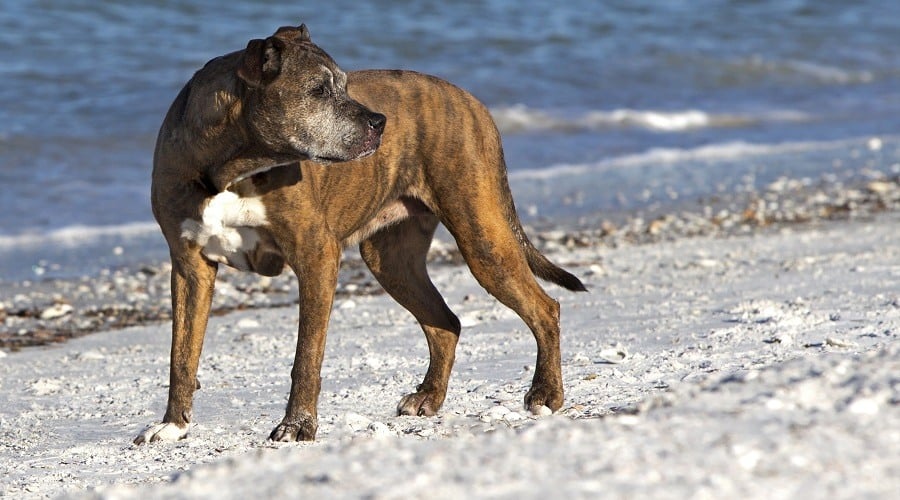 Boxer Basset