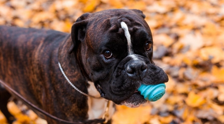 Boxer Dog Chewing Toy