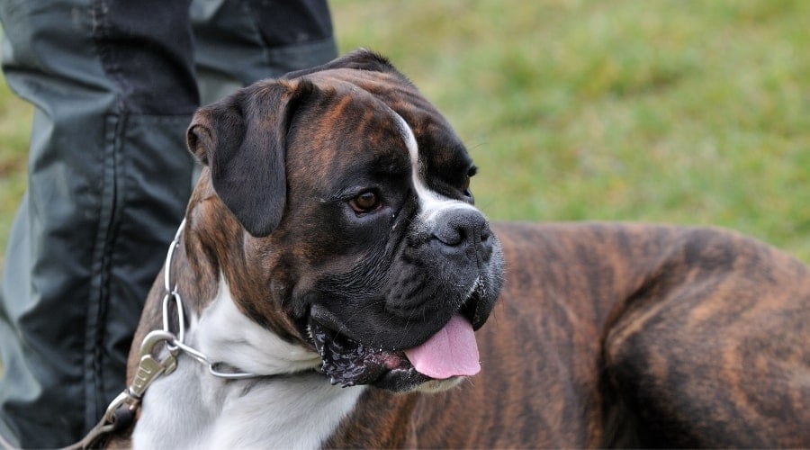Boxer dog doing police work.