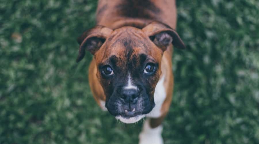 Boxer Dog Outdoors