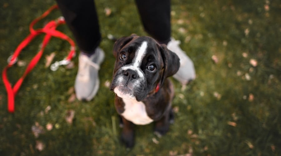 Boxer Dog Standing With Human