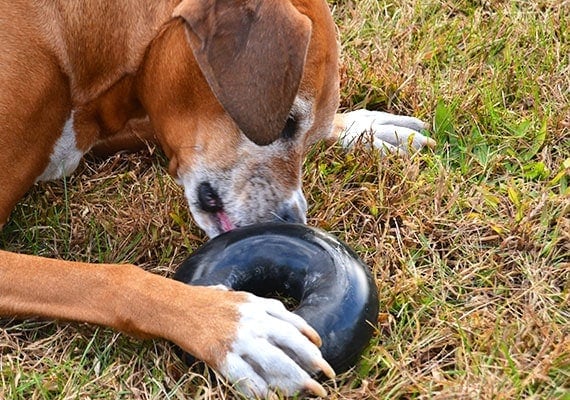Boxer Foxhound chewing on Goughnuts MAX rubber chew ring