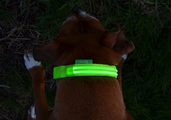 Boxer Foxhound wearing illumiseen LED dog collar at the dog park at dusk