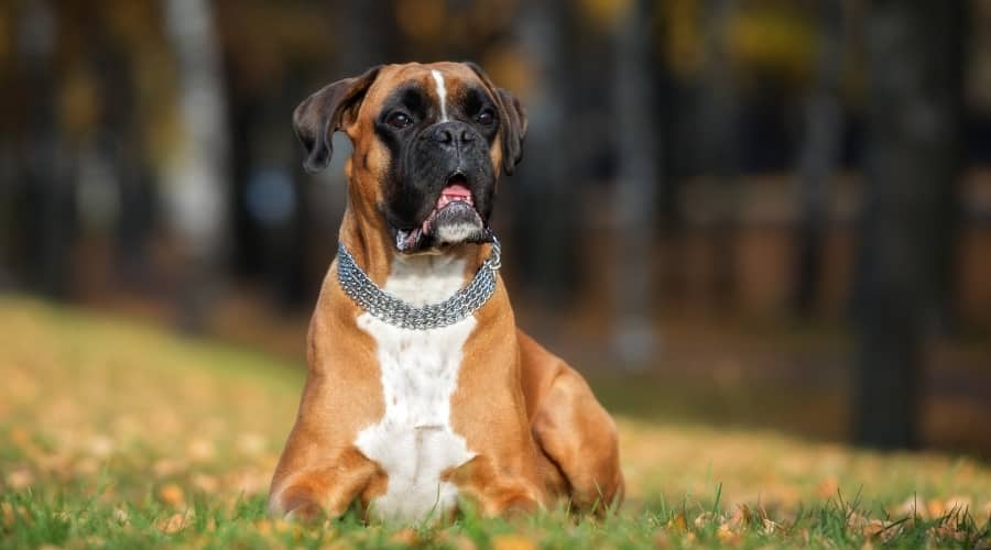 Boxer Laying In Grass Outdoors