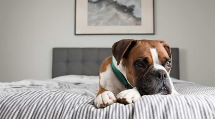 Boxer Laying on a Bed