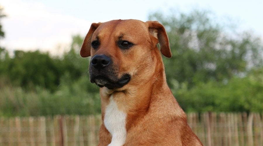 Boxer Malinois