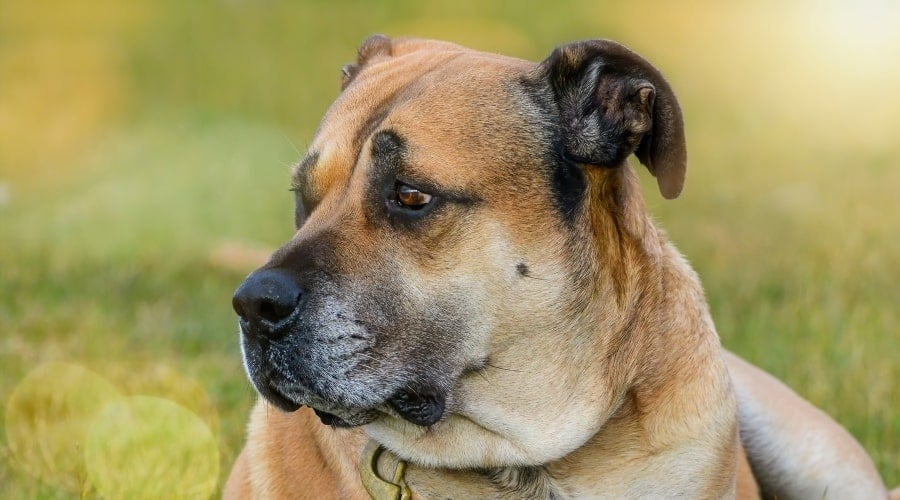 Boxer Mastiff Cross in Field