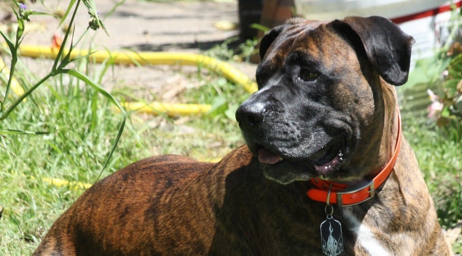 Boxer Mastiff Mix Boxmas Breed Information Traits Pictures More Canine Journal