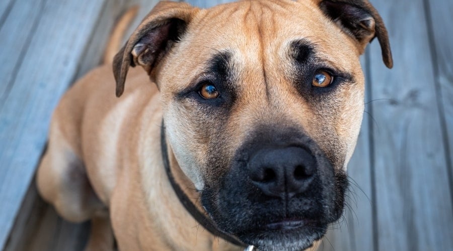 Boxer Mastiff Mix Sitting on Deck