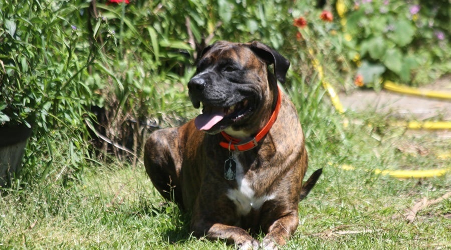 Boxer Mastiff Mix