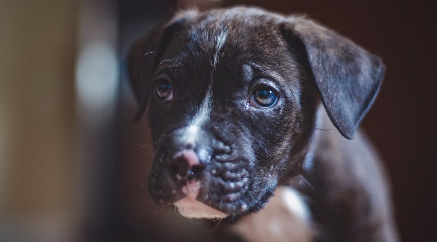 Boxer Pitbull Mix