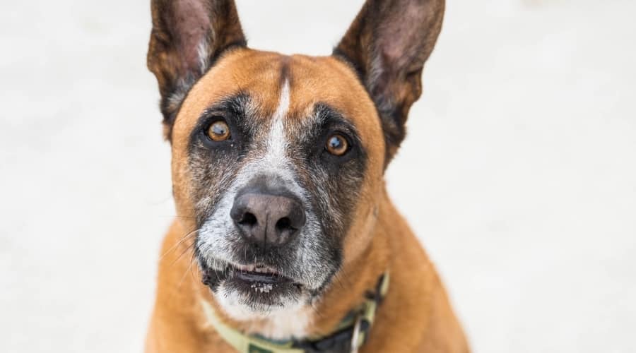 Boxer Shepherd During Training Lessons
