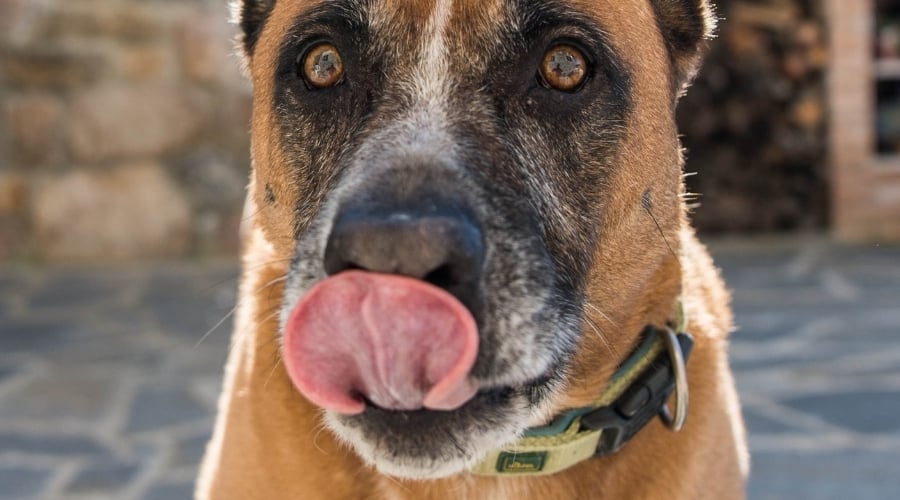 Boxer Shepherd Mix Eating Dog Food