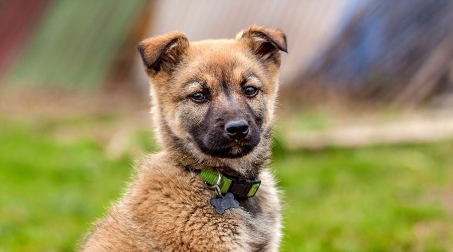 Boxer Shepherd Mix Puppy