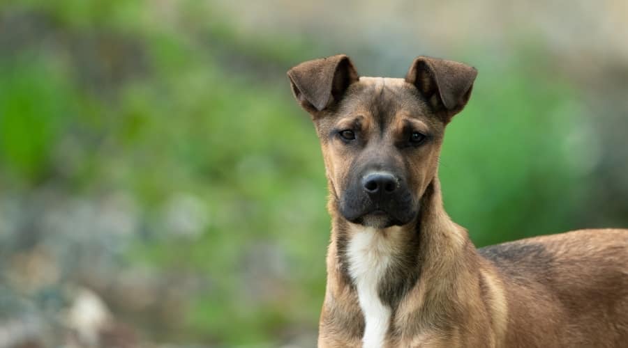 Rescue Dog Boxer Shepherd Outdoors Looking at Owner