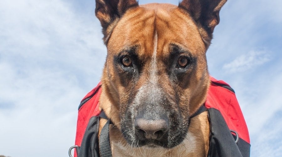 Boxer Shepherd Outdoors Working